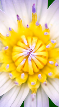 Macro Photography (23)
