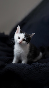 Small black and white kitten looking at camera