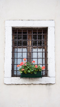 The flowers on the windowsill