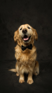 Experience of raising a smart dog 58