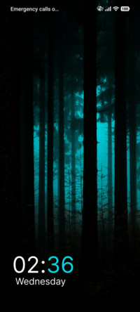 Dark Pinewoods