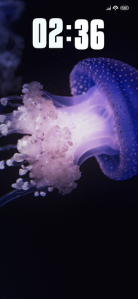Jellyfish