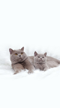 Gray British Cat on a White Background