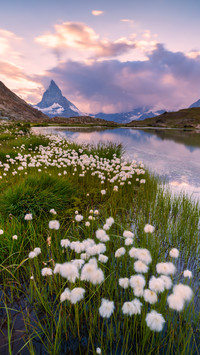 Cotton grass on the shore of lake liffel