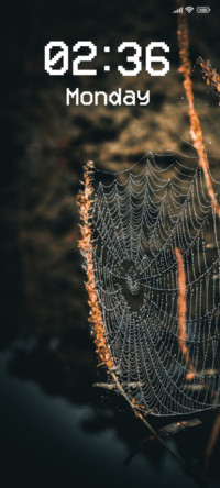 Spider Web