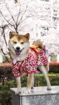 Cherry Blossom firewood dog 29