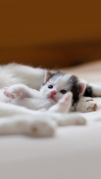 Little charming kitten lying next to her mother cat