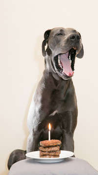 Dogs that can accompany children 7
