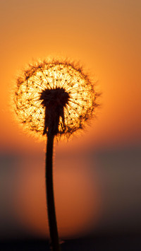 Romantic flower-03
