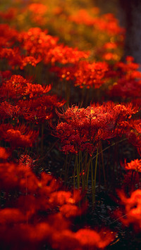 Red shore flower