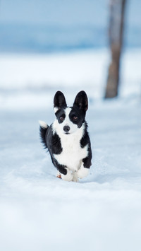 Corgi dog running fast in the snow