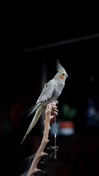 Mysterious phoenix parrot with powder blusher