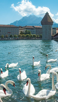 Covered bridge and swans