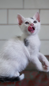An interesting cat