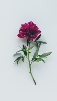 花卉,森系,清新,桌面壁纸,屏锁壁纸,锐景创意