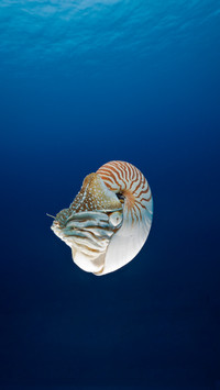 Living fossils in the animal kingdom