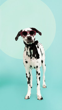 Spotted dog
