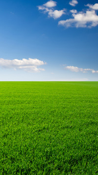 Green Grass And Blue Sky