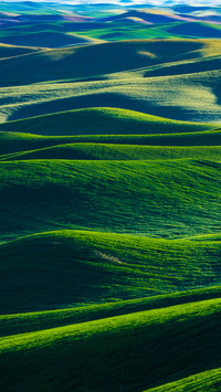 Green fields