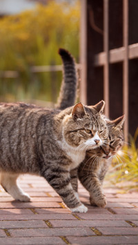 Two walking kittens