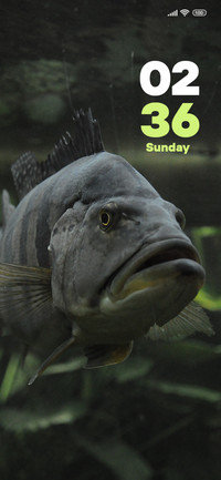 Fish