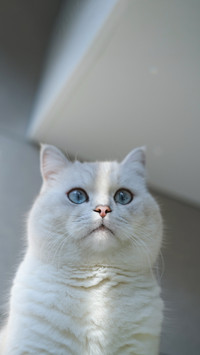 White cat on a cat climbing frame in the sun