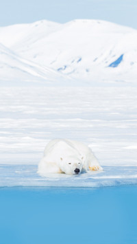 Polar bears captured in the Svalbard Islands