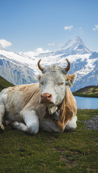 Yak milk weighing medium to high quality 2