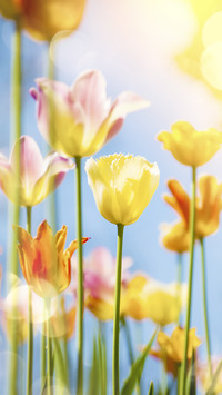 Macro flower shooting skills 26