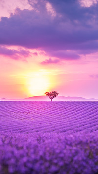 Summer sunset over lavender fields