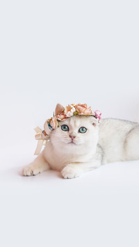 天才猫咪的行为表现