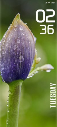 Rain blossom