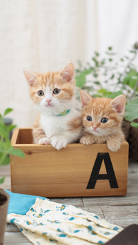 让猫咪每天元气满满