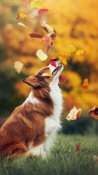 Lovely animals-02