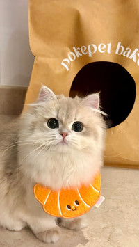 猫咪是近视眼吗