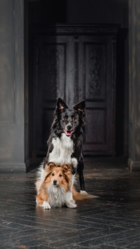 Two dogs in a black room