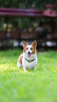 Corky is the top dog 67