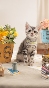 A little cat wearing a blue and yellow necklace