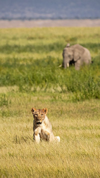 wild animal-14