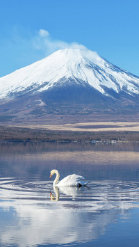Swan Swimming on The Lake