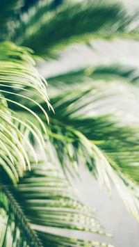 PAIXIN-plant (2)