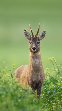 Animals that went astray during evolution 0