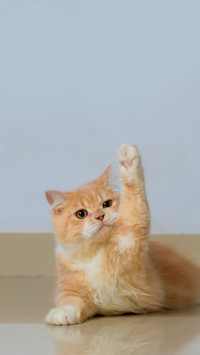 猫咪为啥会打哈欠