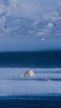 Glacial Century-19