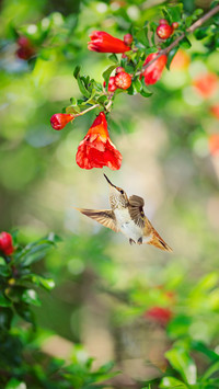 The dancing hummingbird