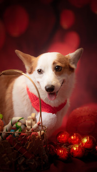 养宠物的N条理由