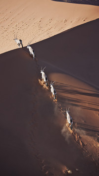 Migration of south african antelopes