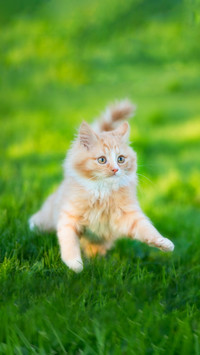 Playful Kitten of Norwegian Forest Cat Breed