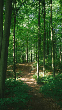 Eye-friendly green forest