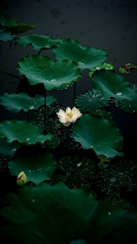 Lotus flowers and dewdrops in the rain